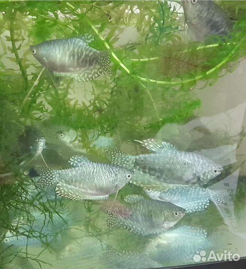 Аквариумное растение