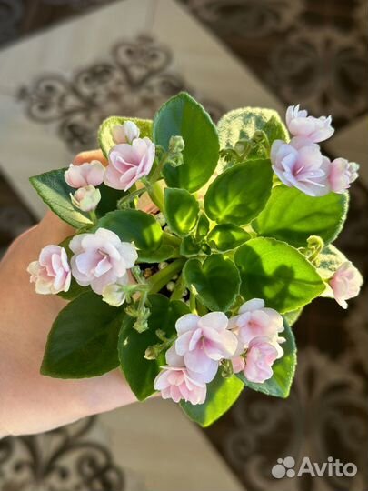 Мини фиалка Hunter's Chickadee Chirps