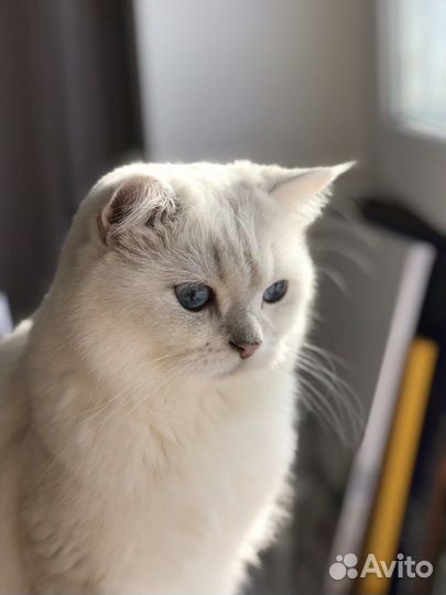 Вязка Британский кот серебряная шиншилла
