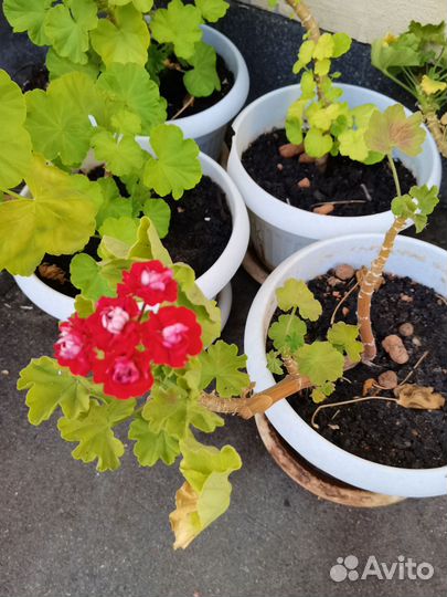 Пеларгонии сортовые
