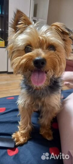 Йоркширский терьер вязка мальчик