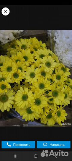 Корни хризантемы