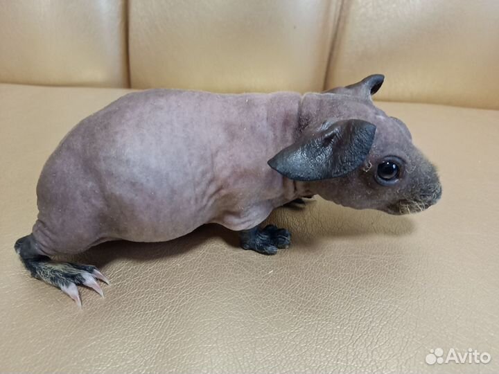 Морские свинки скинни малыши