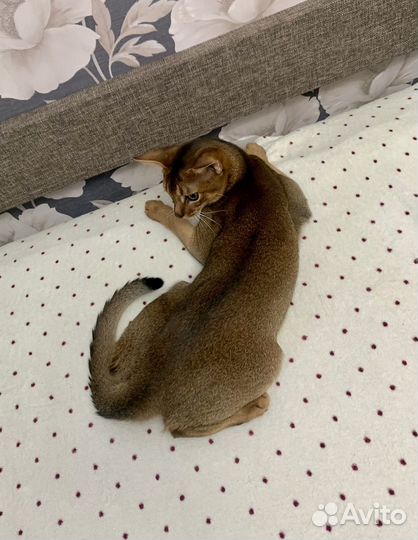 Абиссинский кот