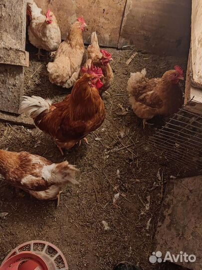 Цыплята мини мясная палевая