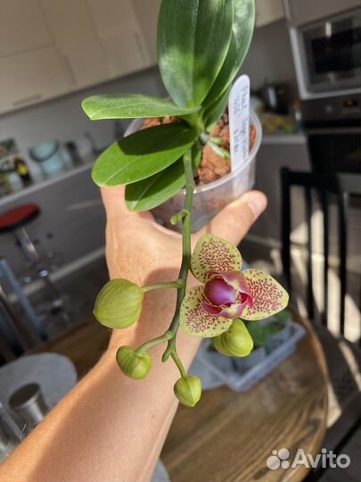 Орхидея Phal. Sogo Vieker '456'