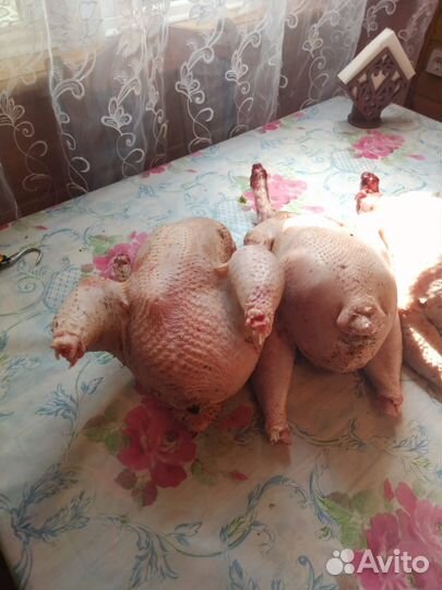 Мясо домашнего бройлера