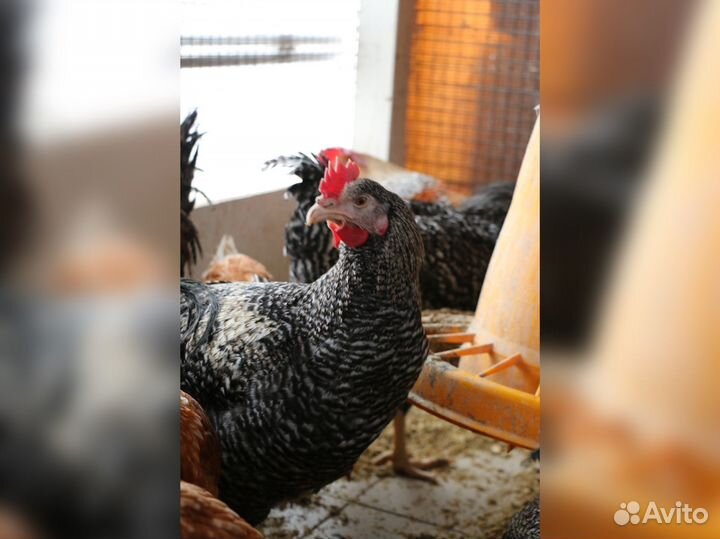 Куры несушки