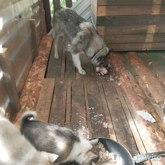 Продам щенков лайки