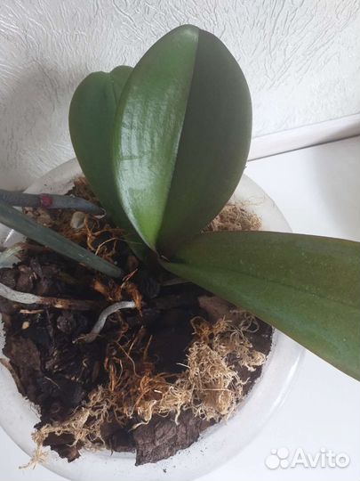 Орхидея фаленопсис