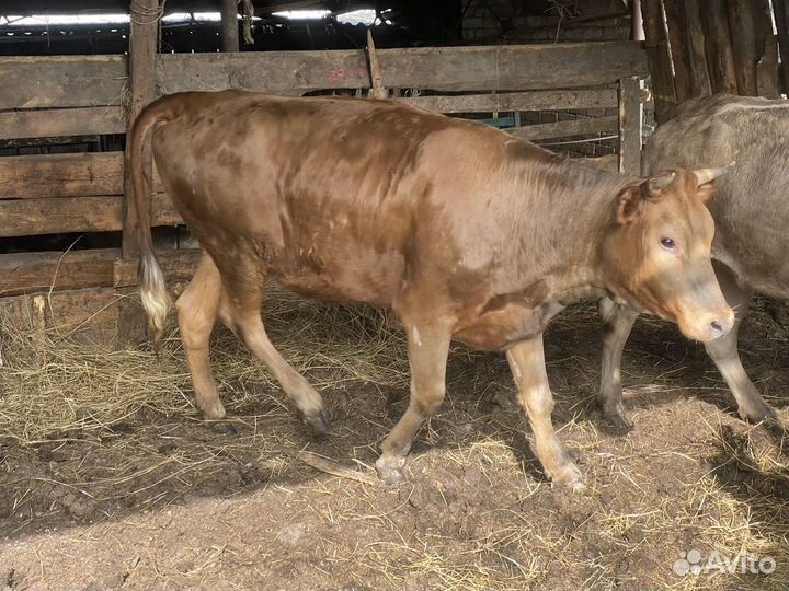 Телка на мясо