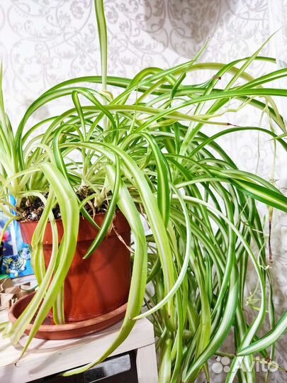 Хлорофитум