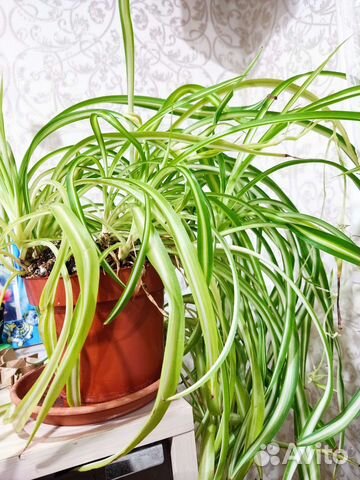 Хлорофитум