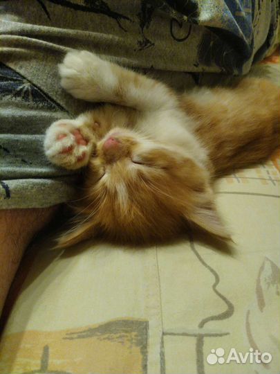 Котята от домашней кошки