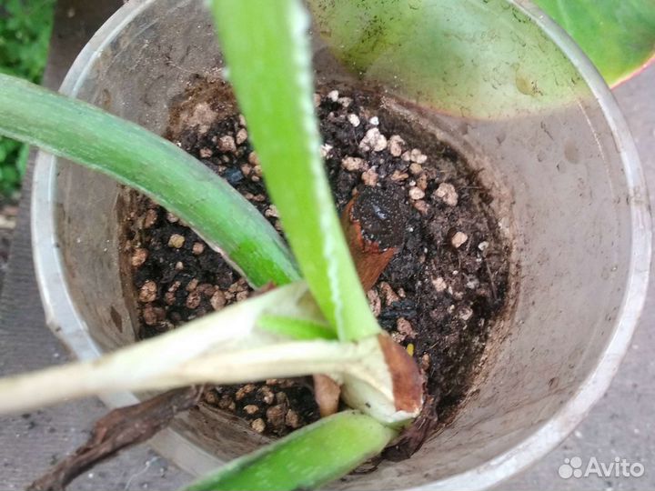 Филодендрон мамей (Philodendron Mamei)