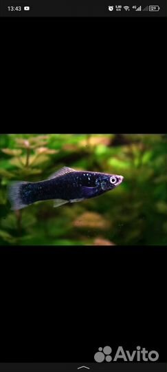 Меченосцы черные