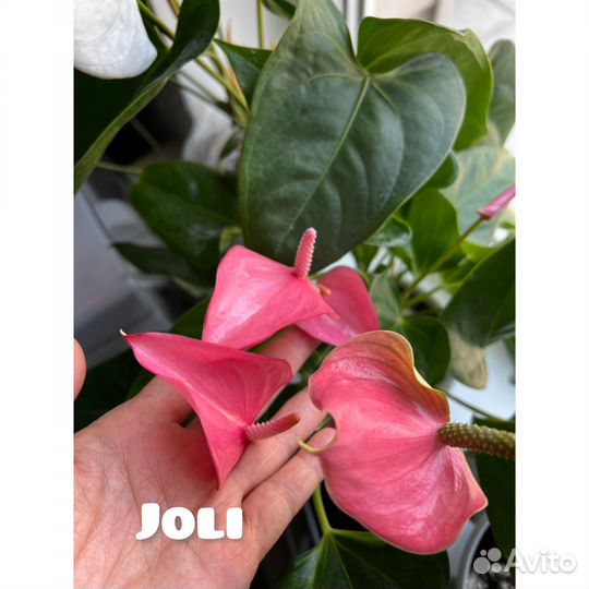 Антуриум jolli