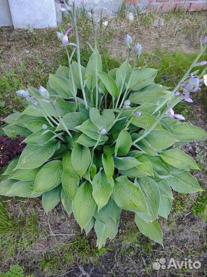 Хоста растение