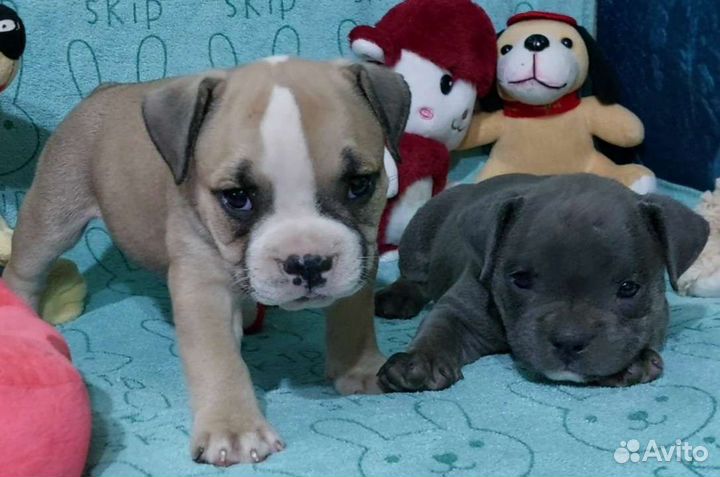 Американский булли