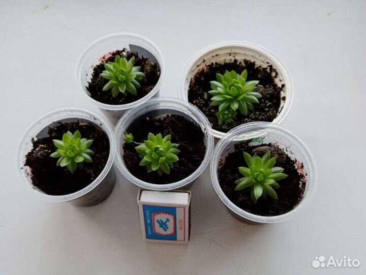 Молодило каменная роза