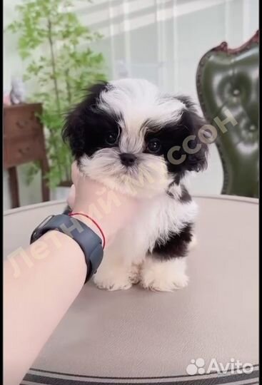 Мальчик Ши-тцу Китай