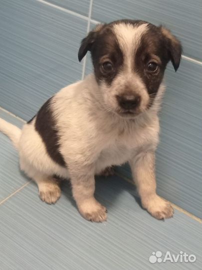 Щенки в добрые руки