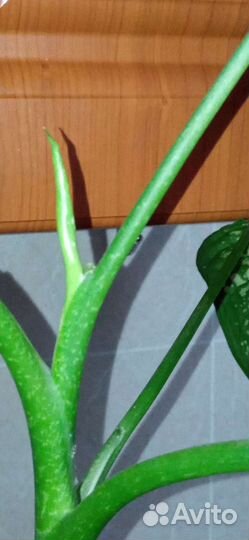 Диффенбахия