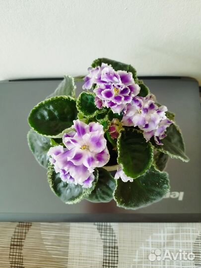 Фиалки сортовые