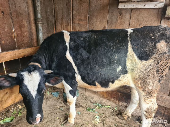 Свиньи породы венгерской мангалицы от 3 м. до 1 г