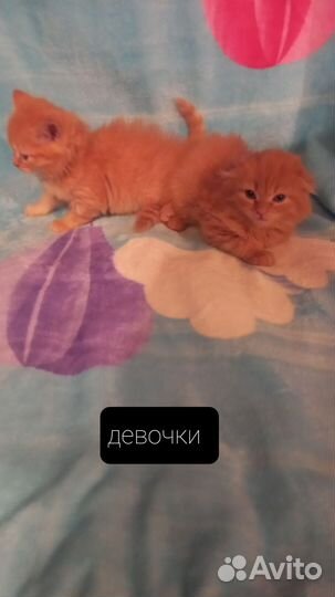 Котята шотландские