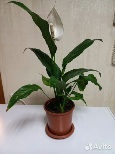 Цветы комнатные