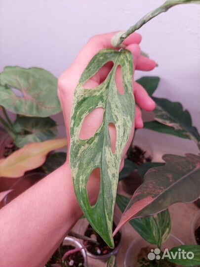 Монстера индо минт