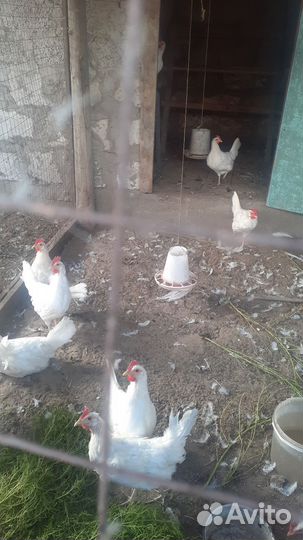 Куры леггорн