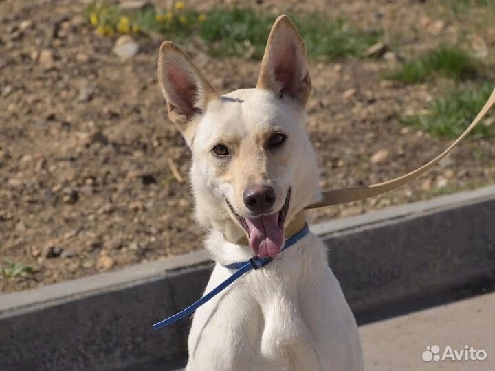 Бывшедомашнему Ричи нужен дом