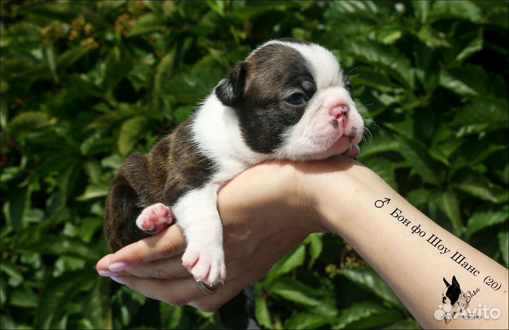 Бостон терьер