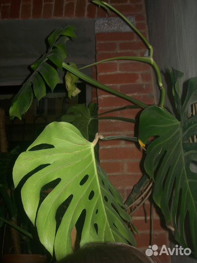 Kodak EasyShare C663 цифровой фотоаппарат