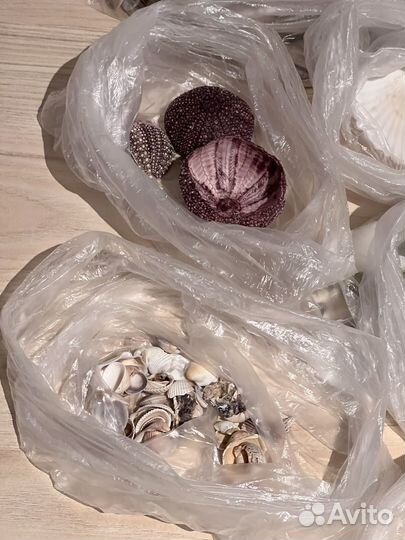 Ракушки, мидии, усрицы, морские ежи, декор