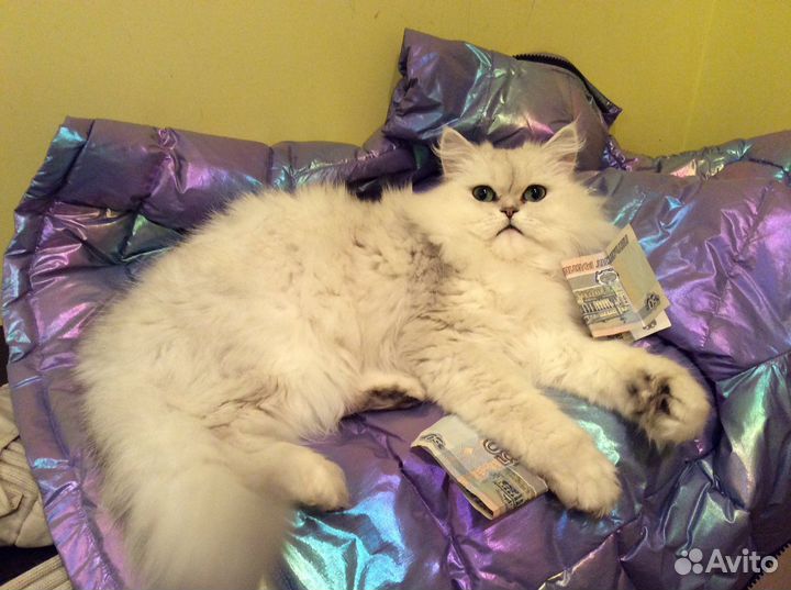 Британская длинношерстная серебристая шиншилла