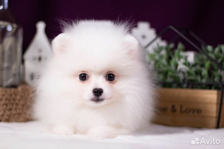 Щенки шпица