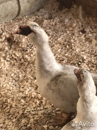 Петухи,Гуси,Индоутки,Куры-Птица Домашняя