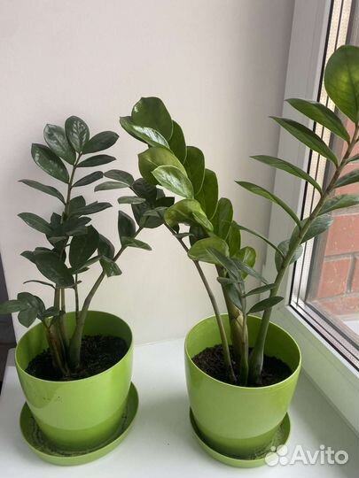 Замиокулькас