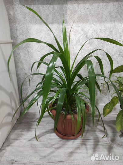 Комнатные цветы панданус