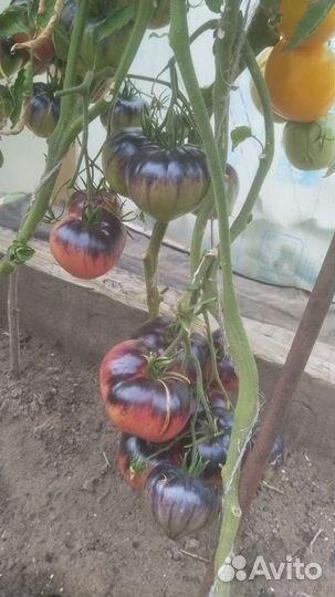 Помидоры свежие домашние