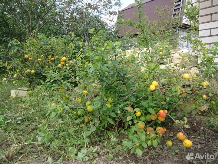 Саженцы Айва японская (Хеномелес, северный лимон)
