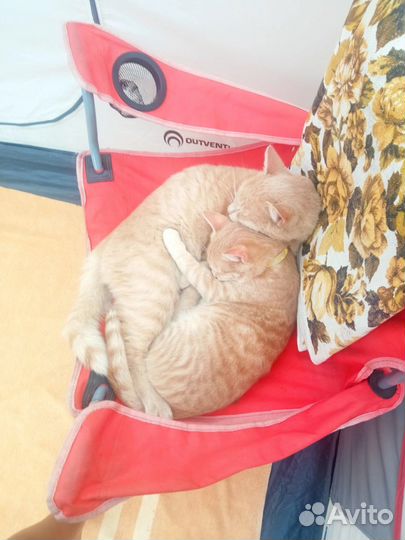 Семья котов