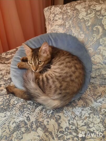 Капитошка ищет дом