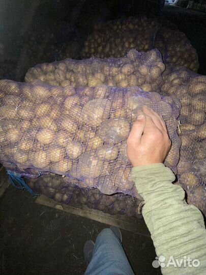 Картофель гала