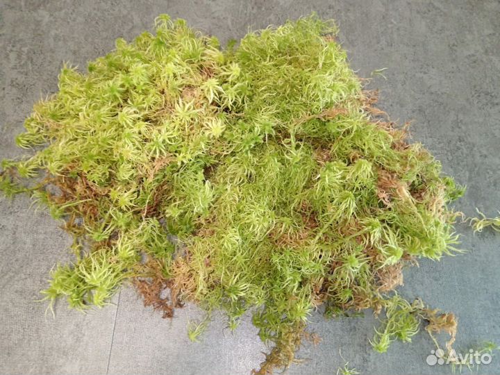 Мох сфагнум живой