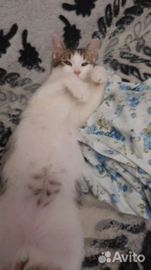 Котик в добрые руки