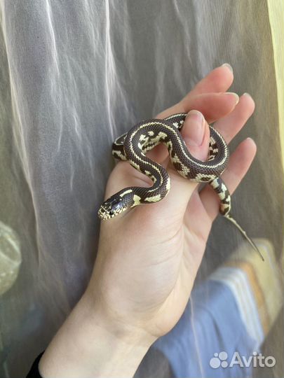 Королевская змея